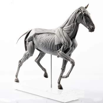 Модель анатомии мышц лошади EVOLABORATORY, Образовательная сцена, Коллекция художественных украшений, Подарок на День рождения для взрослых, Реалистичная игрушка для детей